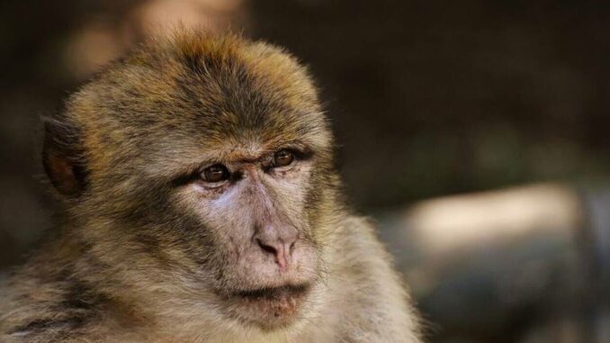 MONKEY