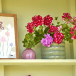 geraniums5